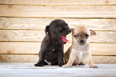 chihuahua puppies clipart