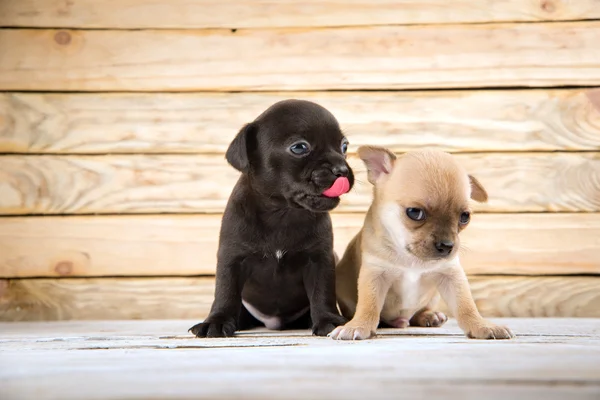 Chihuahua puppies — Stock Photo, Image