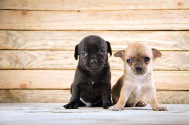Chihuahua yavrusu