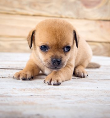 Chihuahua yavrusu