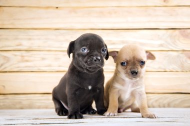 Chihuahua yavrusu
