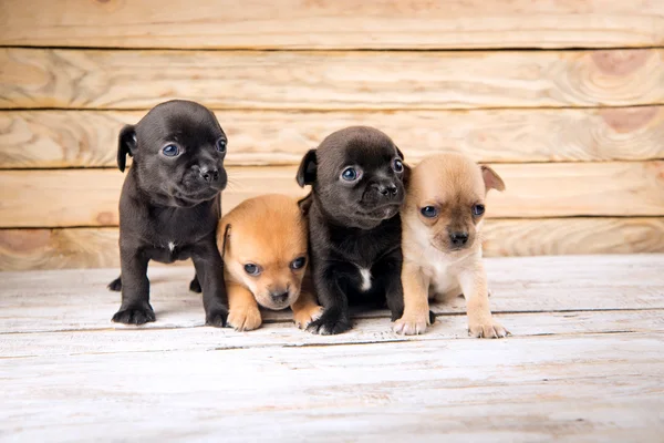 Chihuahua puppies — Stock Photo, Image