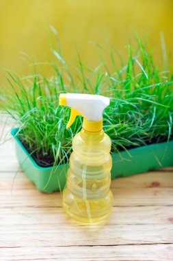 bir pot ve sulama sulama için olabilir yeşil çimen