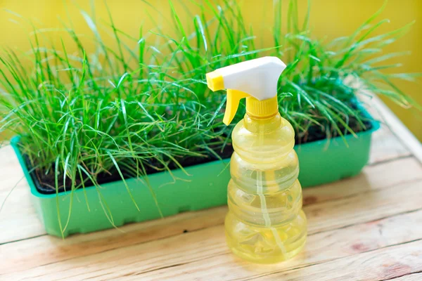 Green grass in a pot and watering can for watering — Stock Photo, Image