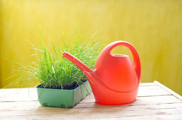 Groen gras in een pot en gieter voor drenken — Stockfoto