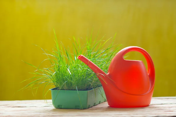 Groen gras in een pot en gieter voor drenken — Stockfoto