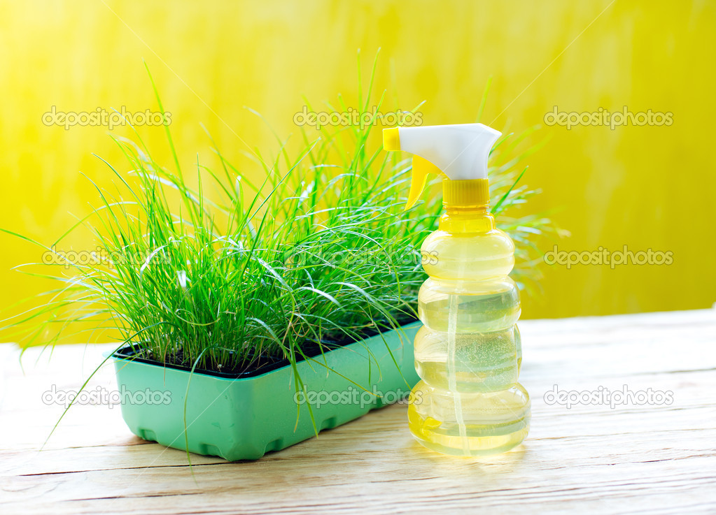 Green grass in a pot and watering can for watering