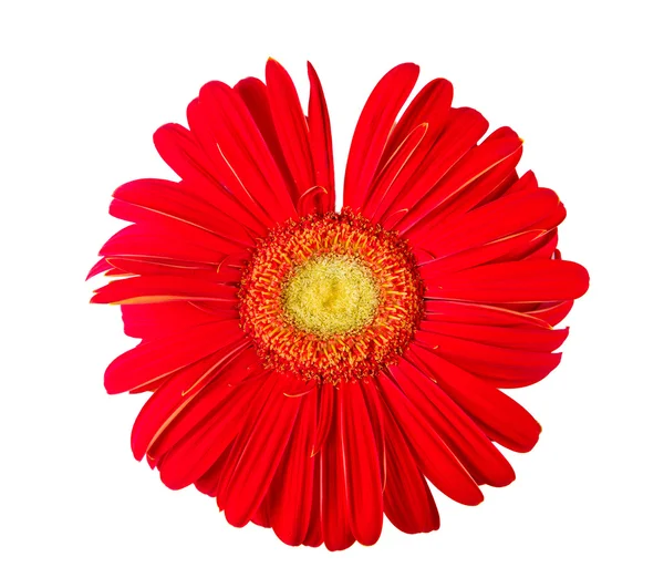 Floral background. Red gerbera on white — Stock Photo, Image