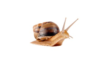 Big snail on the white background clipart