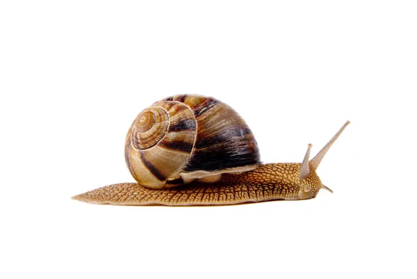 白色背景上的大蜗牛 — 图库照片
