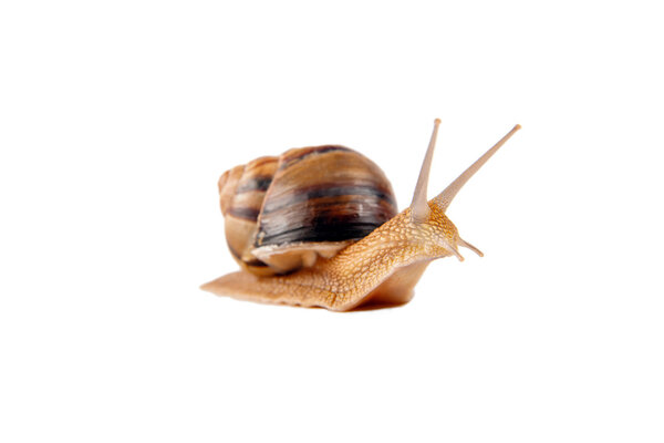 Big snail on the white background