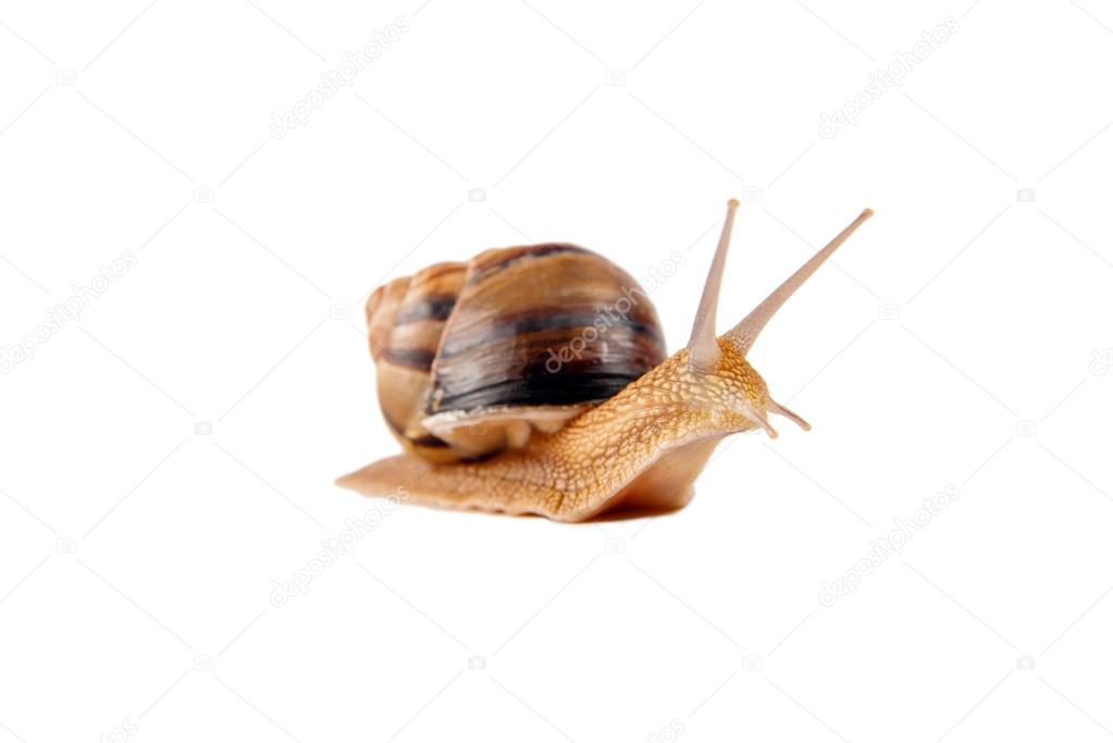 Big snail on the white background