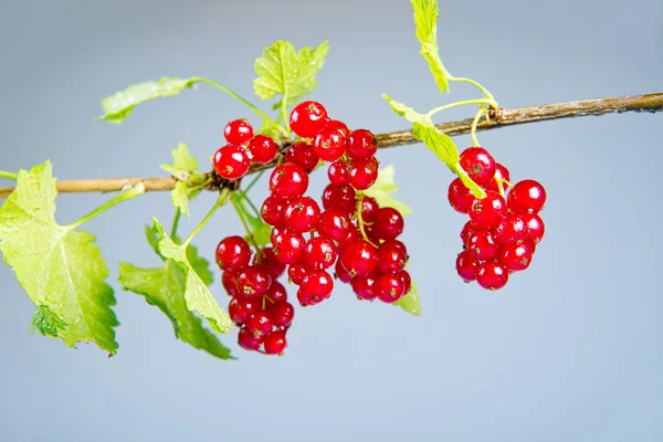 Rote Johannisbeeren auf Zweig — Stockfoto