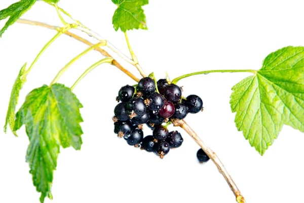 Schwarze Johannisbeere auf einem Zweig — Stockfoto