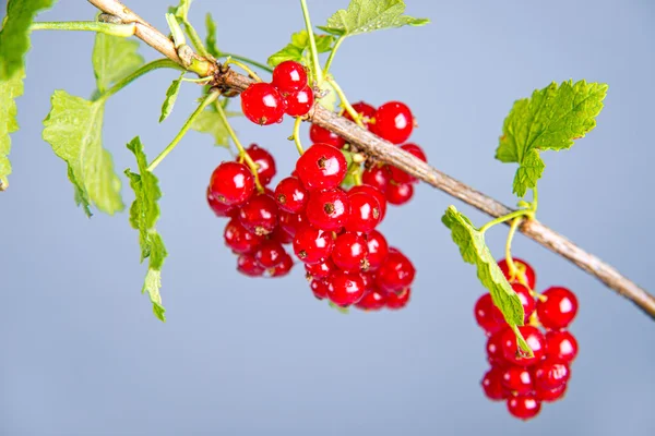 Rote Johannisbeeren auf Zweig — Stockfoto