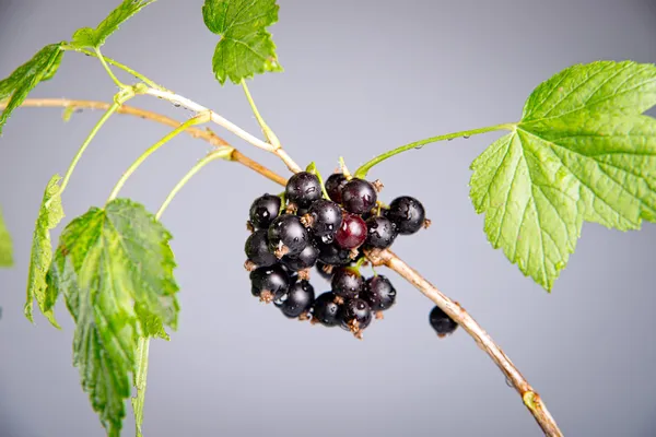 Schwarze Johannisbeere auf einem Zweig — Stockfoto