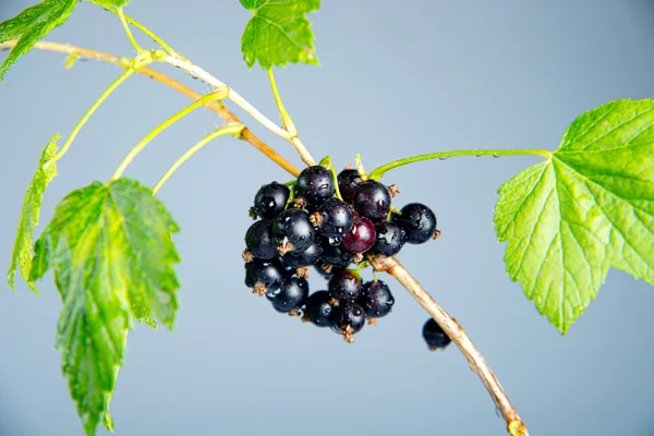 Schwarze Johannisbeere auf einem Zweig — Stockfoto