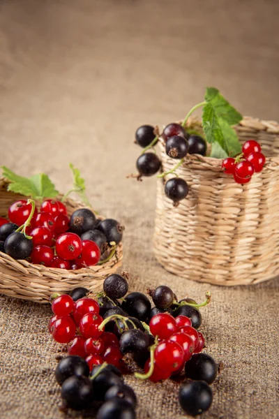 Rote und schwarze Johannisbeeren in einem Korb — Stockfoto