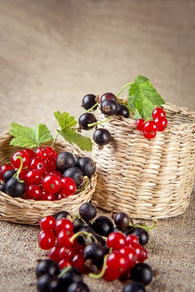 Rote und schwarze Johannisbeeren in einem Korb — Stockfoto