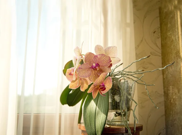 Orchidej — Stock fotografie