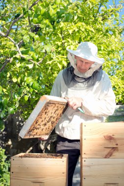 bir arıcı, kurdeşen inceler. Arılar çerçeve.