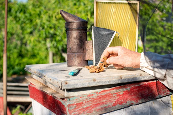 Um apicultor inspeciona colmeias. Quadro com abelhas . — Fotografia de Stock