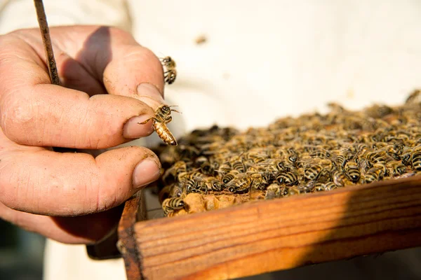 Un apiculteur inspecte les ruches. Cadre avec des abeilles . — Photo