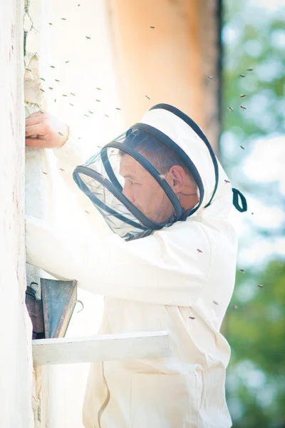 Beehive beekeeper inspects — 图库照片