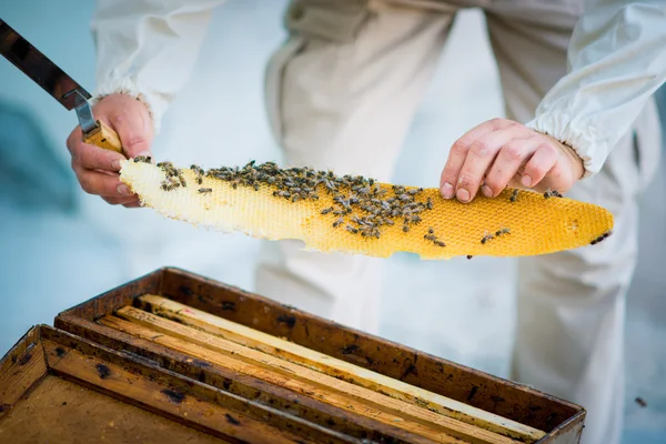 Bijenkorf imker inspecteert — Stockfoto