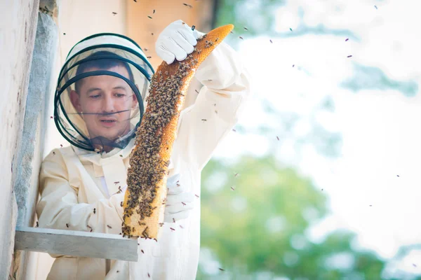 Bijenkorf imker inspecteert — Stockfoto