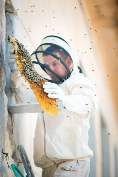 Beehive beekeeper inspects — 图库照片