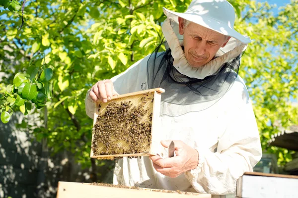 Un apiculteur inspecte les ruches. Cadre avec des abeilles . — Photo