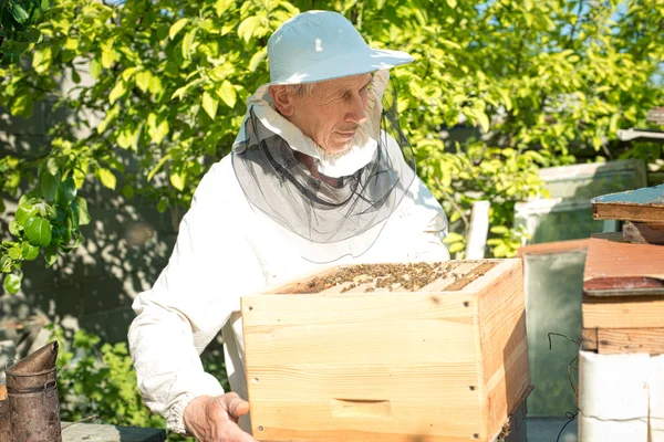 Een imker inspecteert kasten. frame met bijen. — Stockfoto