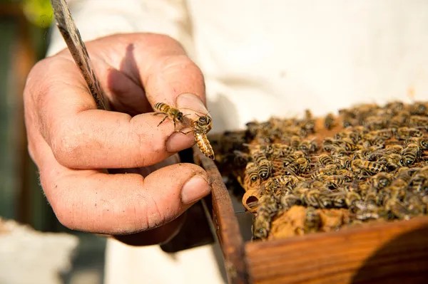 Un apiculteur inspecte les ruches. Cadre avec des abeilles . — Photo