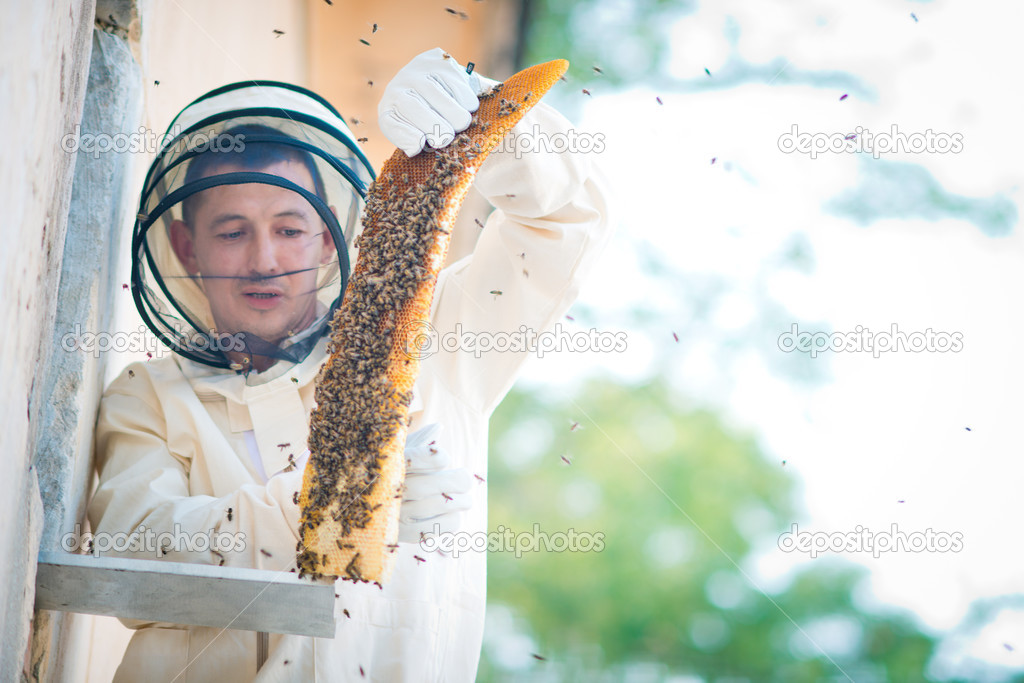 Beehive beekeeper inspects
