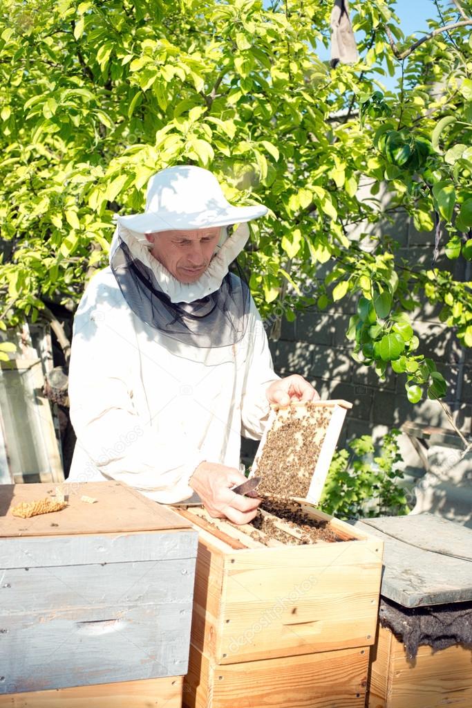 A beekeeper inspects hives. Frame with bees.