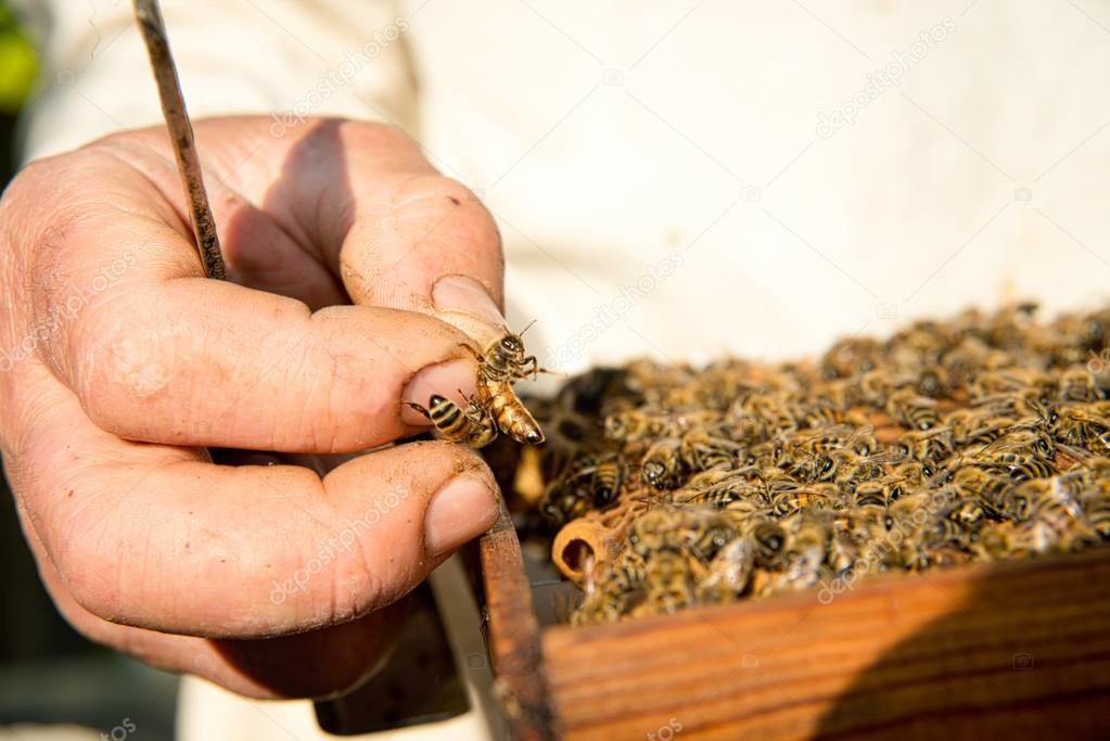 A beekeeper inspects hives. Frame with bees.