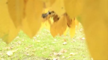 küçük bir kız açık havada