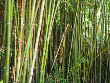 Bambusa bambu, Bambuseae alt familyasından Poaceae familyasına ait, Poaceae familyasından bir ebediyet bitkisi cinsidir. Asya 'nın tropikal ve tropikal bölgeleri, nemli tropikal bölgeler. Tahta saplı bambu kamışı