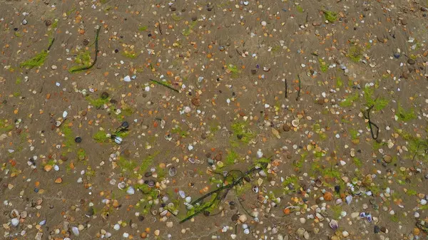 砂、海藻、貝殻の背景。湿った粗石英砂。大雨の後のビーチ。嵐の後に天然の茶色の材料。長い緑の藻が海や海の水によって海岸に投げ込まれます. — ストック写真