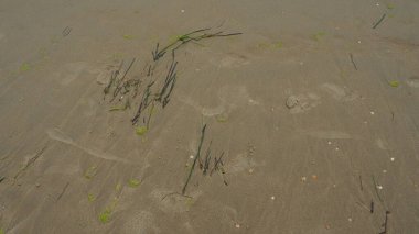 Kum, yosun ve deniz kabuğu. İnsan ayak izleri. Şiddetli yağmurdan sonra plaj. Fırtınadan sonra doğal kahverengi madde. Uzun yosunlar denizden ya da okyanustan kıyıya atılır. Laminaria