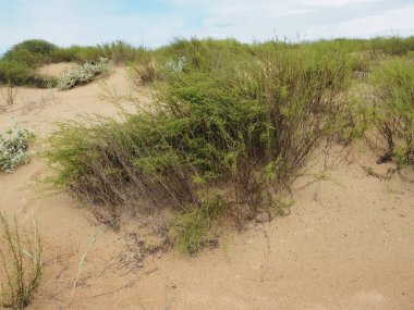 Kum tepeleri ve mavi gökyüzü olan güneşli bir sahil. Kumlu yerler, çalılıklar ve bozkırlar. Karadeniz 'in kumulları, Anapa, Vityazevo. Kumsal ve kum tepeleri