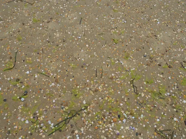 Piasek, wodorosty i muszle tle. Mokry, gruby piasek kwarcowy. Plaża po ulewie. Naturalny brązowy materiał po burzy. Długie zielone algi są wyrzucane przez wodę z morza lub oceanu na brzeg. — Zdjęcie stockowe
