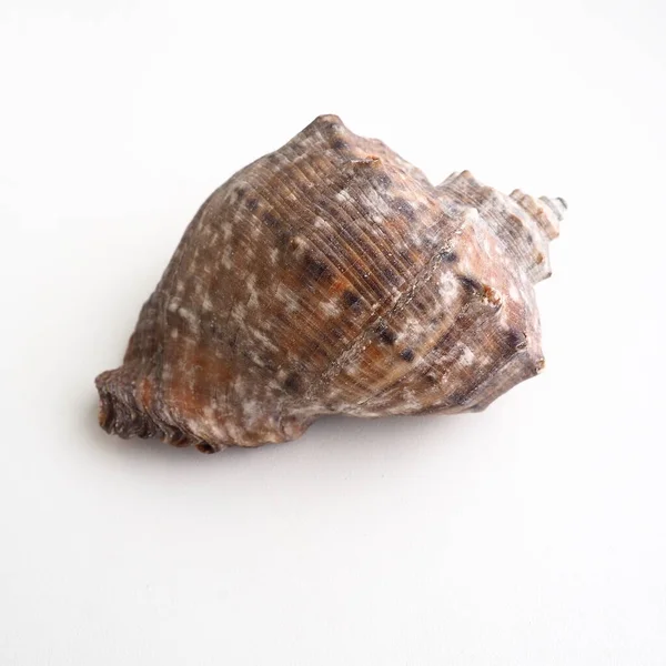 Rapana, genus of carnivorous marine prosobranch gastropods from the Muricidae. The shell is broadly oval, gray-brown color with spiral ribs and axial thickenings. Empty seashell on white background — Stock Photo, Image