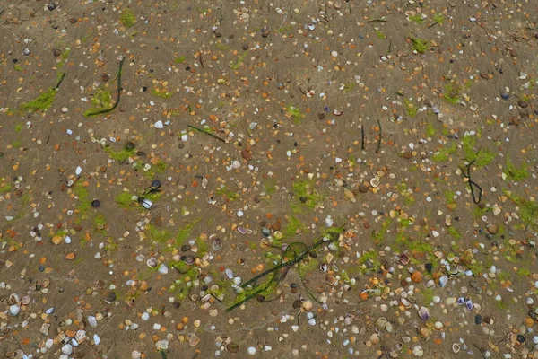 Piasek, wodorosty i muszle tle. Mokry, gruby piasek kwarcowy. Plaża po ulewie. Naturalny brązowy materiał po burzy. Długie zielone algi są wyrzucane przez wodę z morza lub oceanu na brzeg. — Zdjęcie stockowe