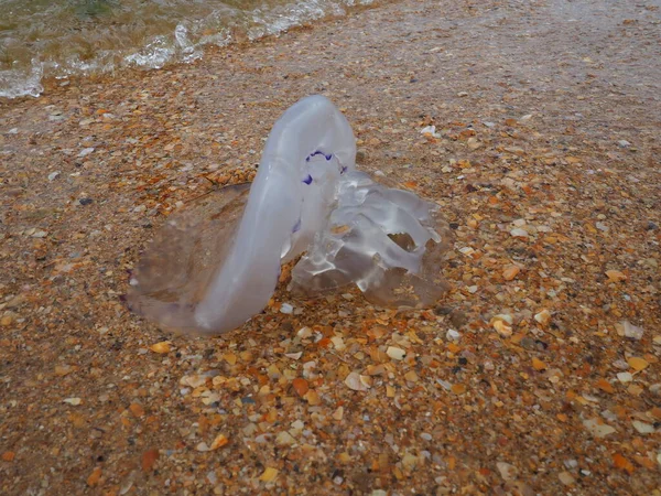 Проникливу медузу кидає хвиля на піщаний берег. Екологічні проблеми. Водопровідна сполучна тканина мезоглеї. Medusa - фаза життєвого циклу павуків з підтипу Medusozoa — стокове фото