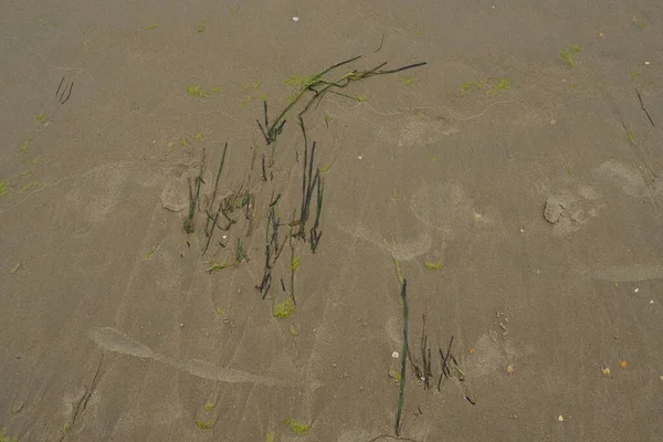 Im Hintergrund Sand, Seetang und Muscheln. Menschliche Fußabdrücke. Strand nach starkem Regen. Naturbraunes Material nach dem Sturm. Langalgen werden durch Wasser aus dem Meer oder Ozean an die Küste geschleudert. Laminarien — Stockfoto
