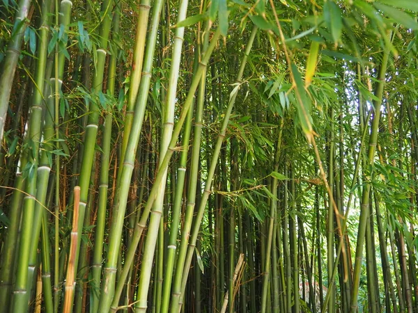 Bambusa bamboo - rodzaj zbóż z rodziny bambuseae (Poaceae) z rodziny bambuseae. Tropikalne i subtropikalne regiony Azji, wilgotne tropiki. Woody łodygi bambusowej słomy — Zdjęcie stockowe