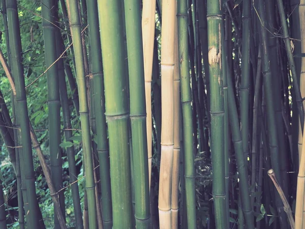 A bambuszbambusz az örökzöldek nemzetsége a gabonafélék Poaceae családjában, a Bambuseae alcsaládból. Ázsia trópusi és szubtrópusi régiói, nedves trópusok. Bambuszszalma erdei szárai — Stock Fotó