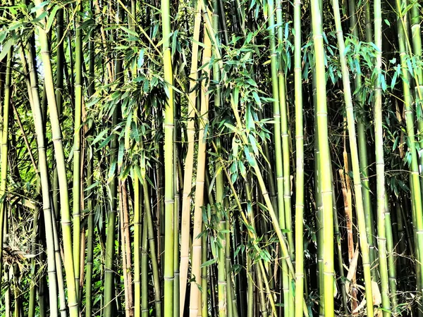 A bambuszbambusz az örökzöldek nemzetsége a gabonafélék Poaceae családjában, a Bambuseae alcsaládból. Ázsia trópusi és szubtrópusi régiói, nedves trópusok. Bambuszszalma erdei szárai — Stock Fotó